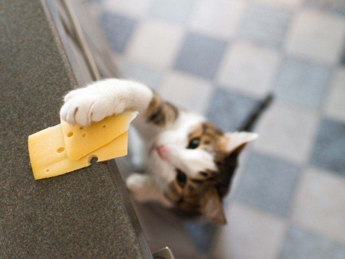 Katze schnappt sich mit der Pfote ein StÃ¼ck KÃ¤se.