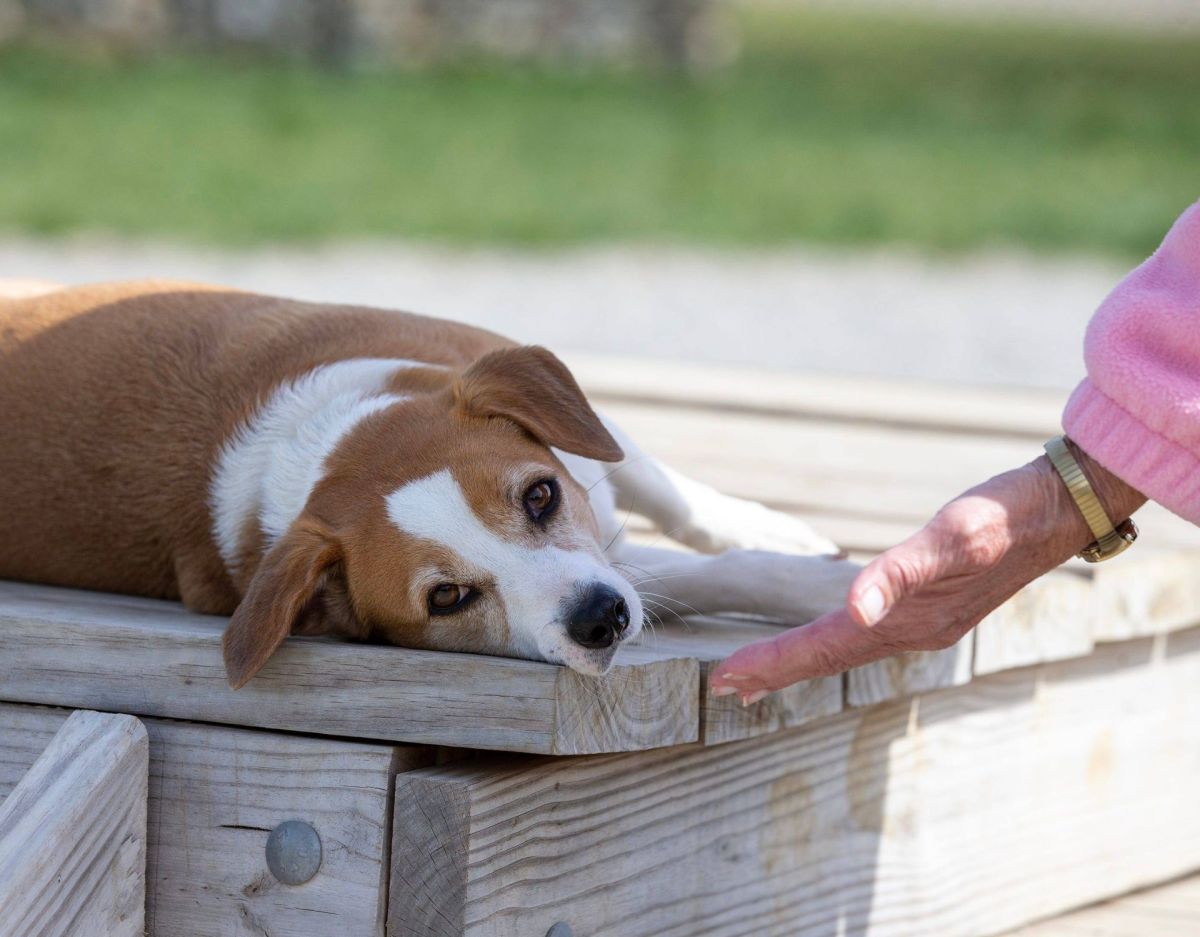 So bringst du deinem Hund eine Rolle bei