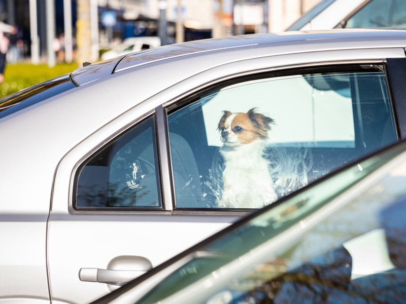 Hund im Sommer im Auto