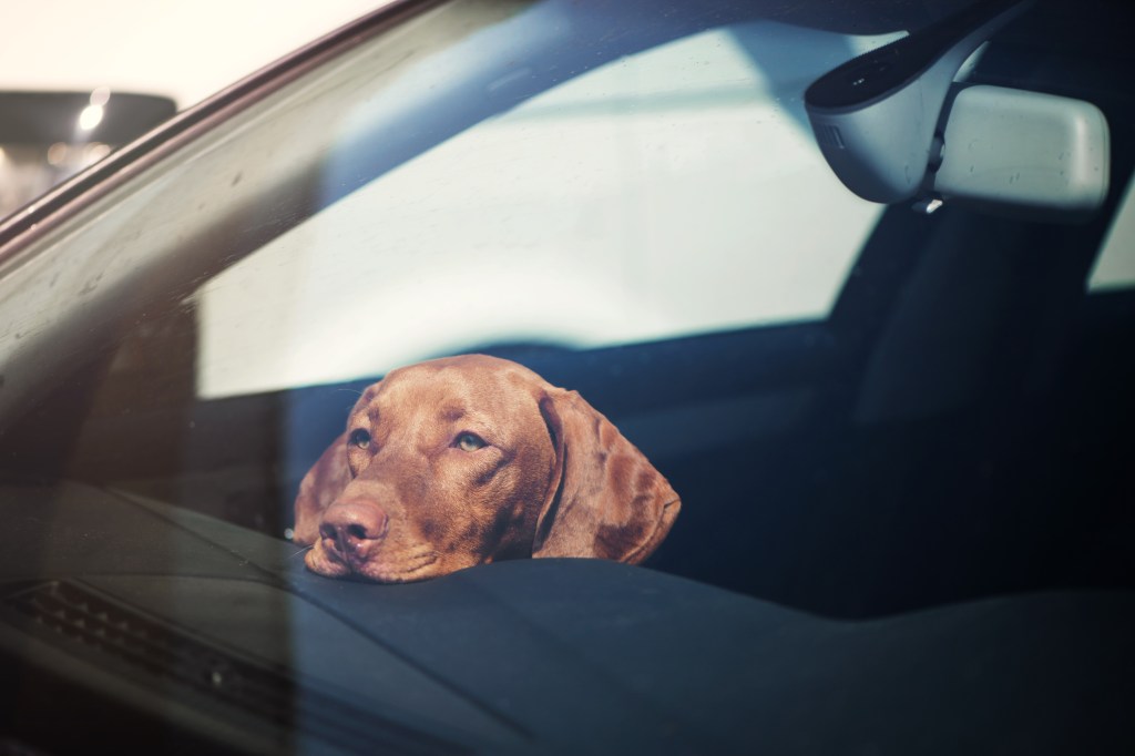 Hund im Sommer im Auto