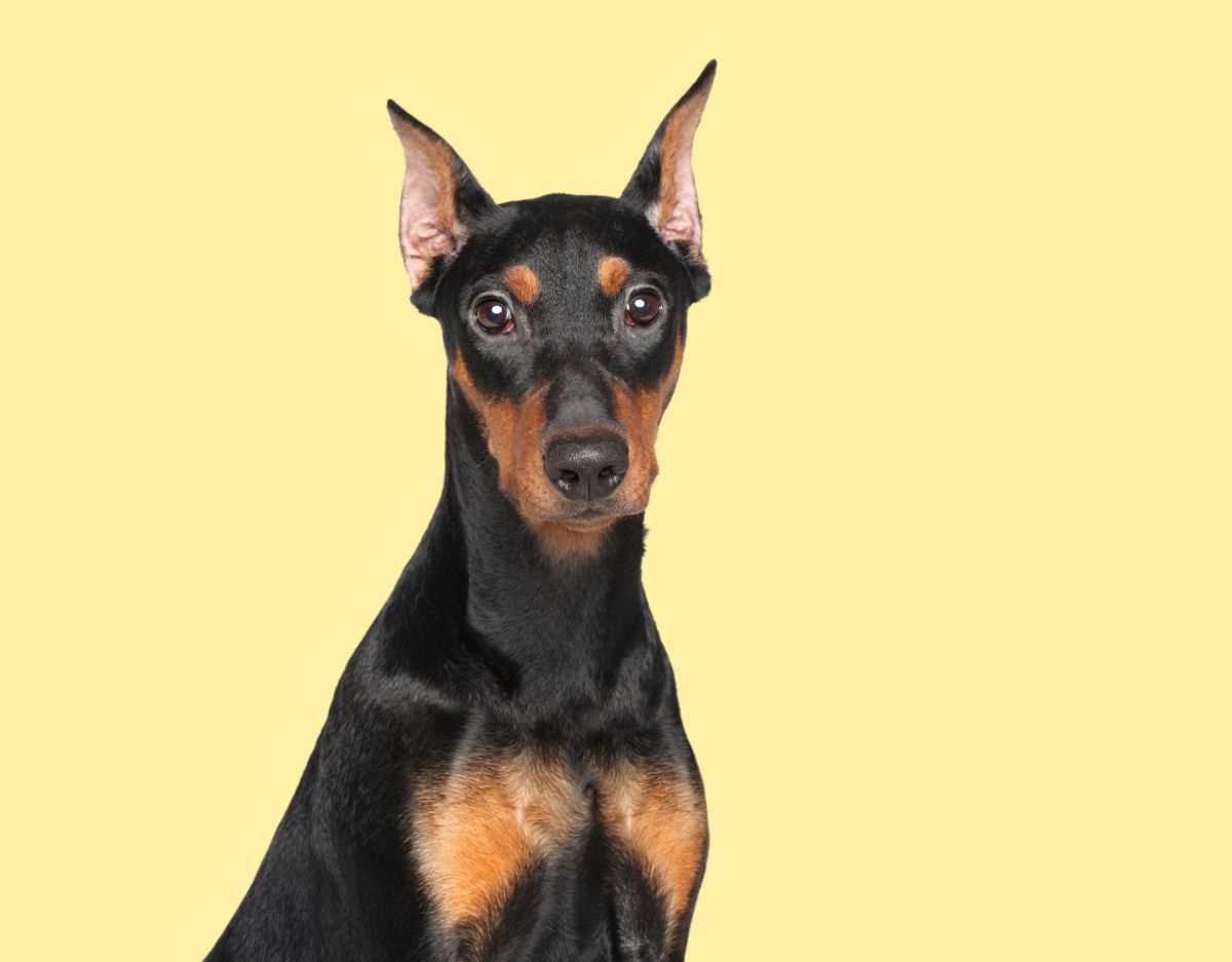 German Pinscher: Viraler Hit: Hund vs. Kind – wer greift hier wen an?