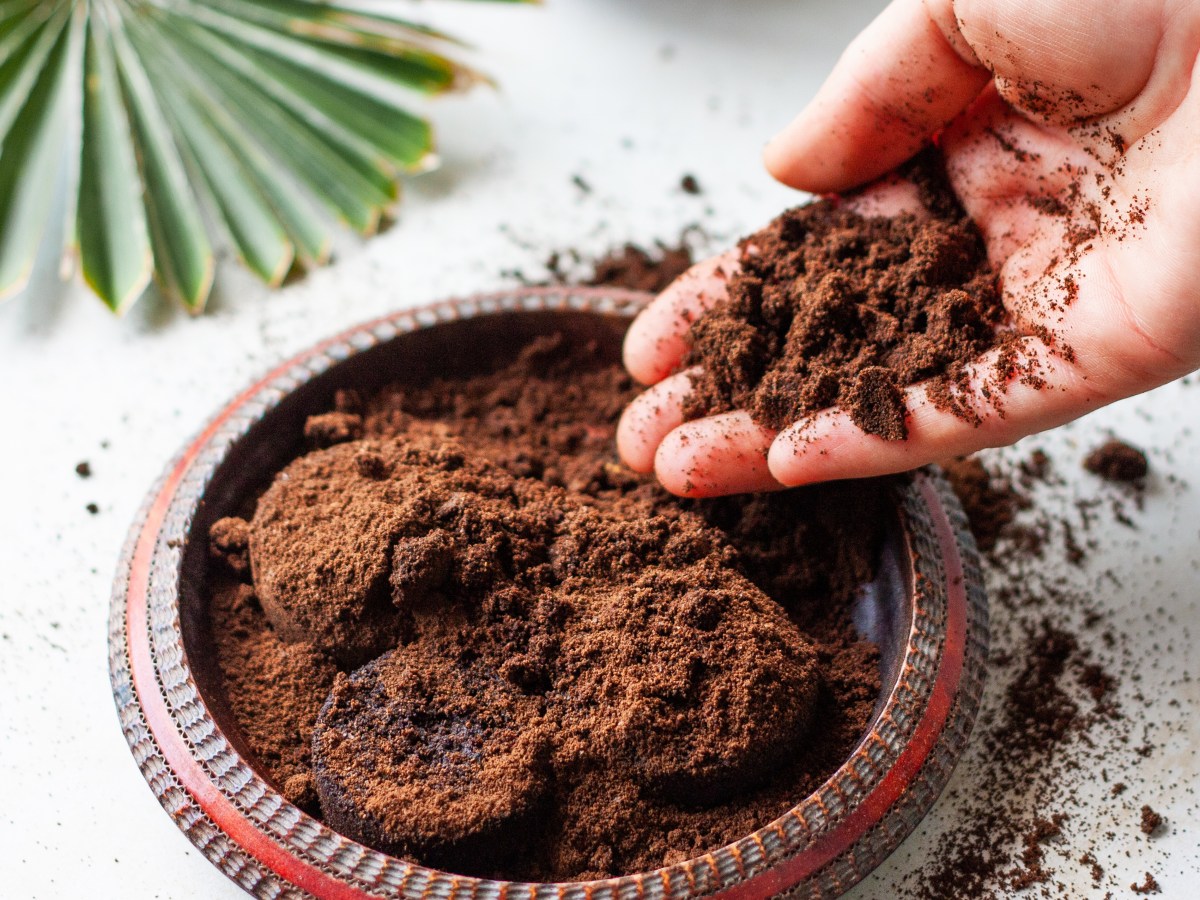 Kaffeesatz als Dünger: Diese 4 Pflanzen solltest du damit behandeln