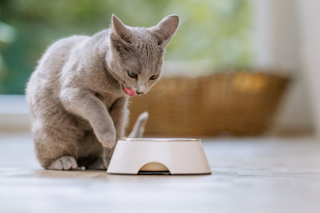 Katze neben Futter Napf leckt sich die Schnauze.