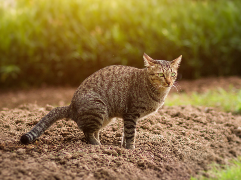 Katze setzt Kot im Garten ab.