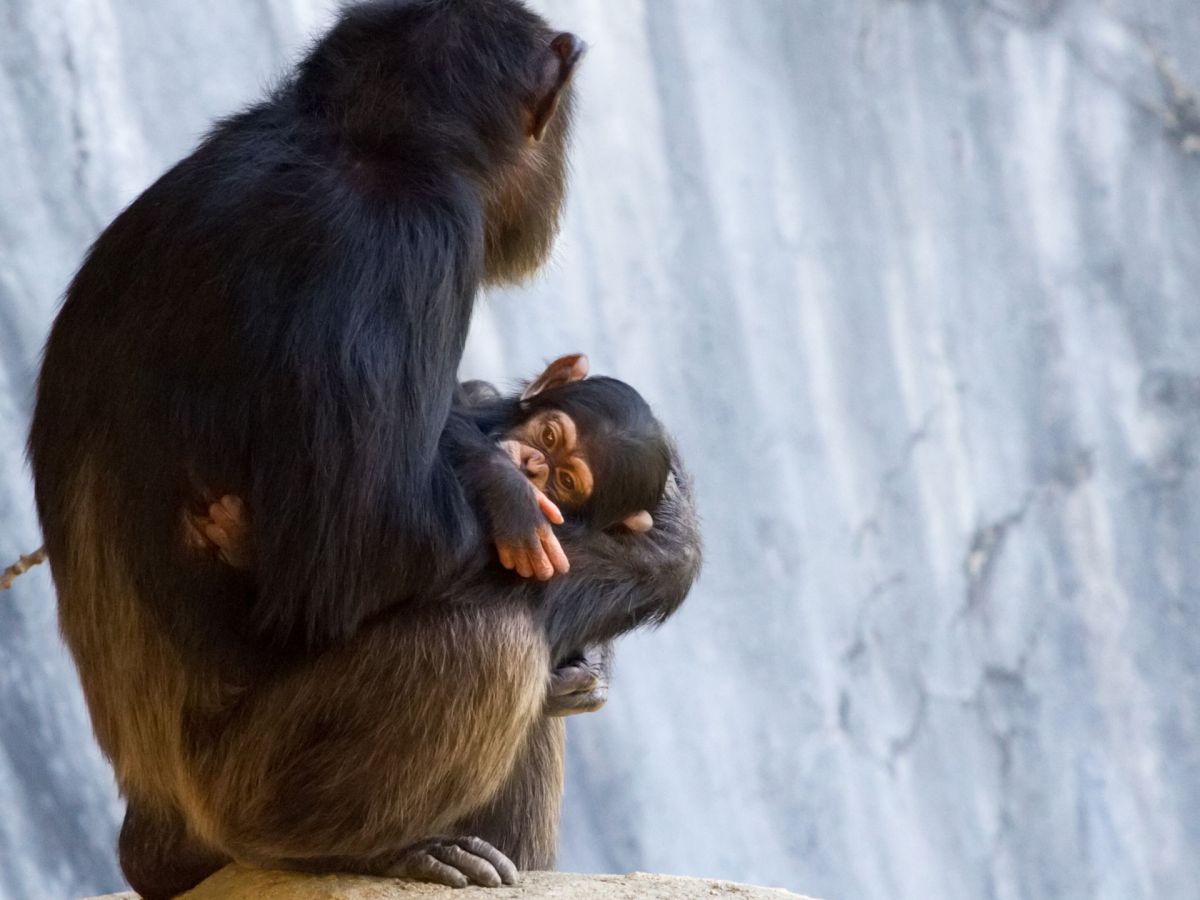 Schimpansen-Mama glaubt, ihr Baby ist tot â€“ dann passiert das!