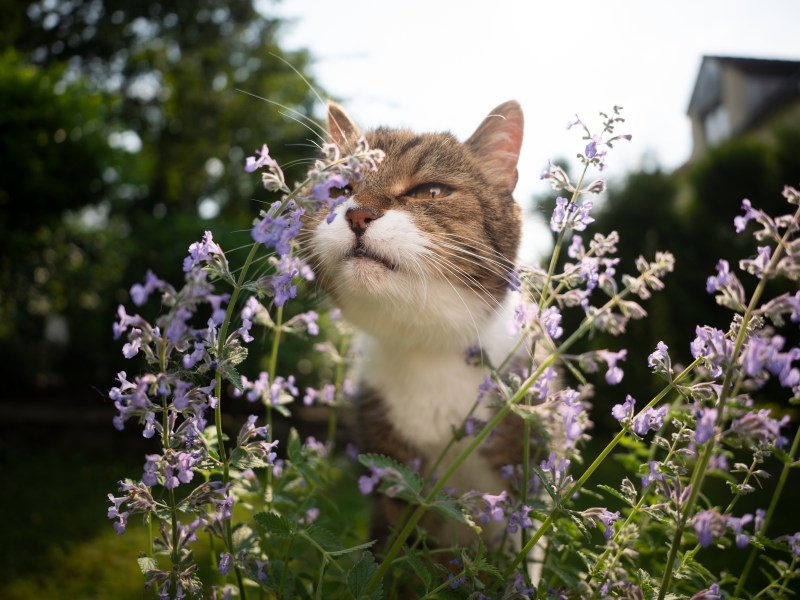 Katze riecht an Verpiss-dich-Pflanze.