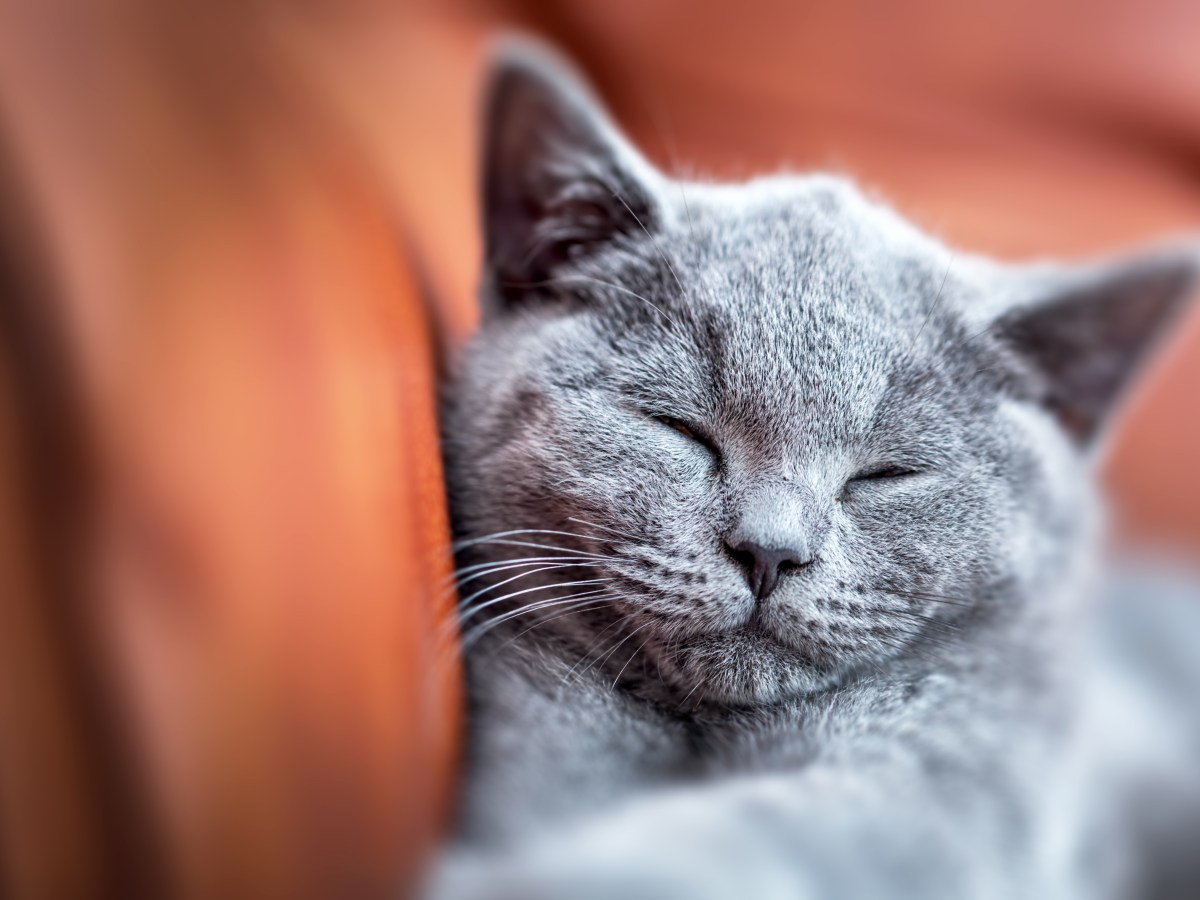 Graue Katze schlÃ¤ft auf dem Sofa.