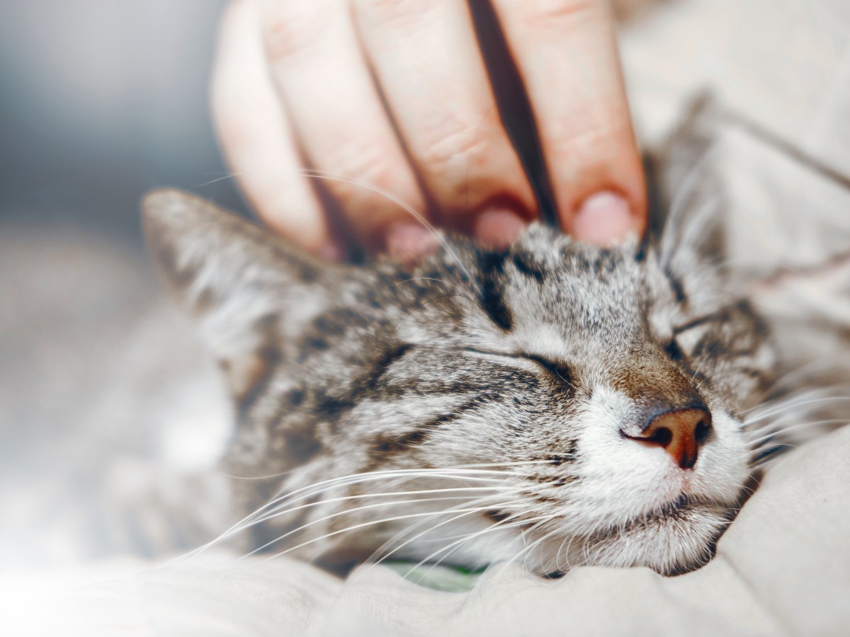 Katze wird auf dem Kopf gestreichelt.