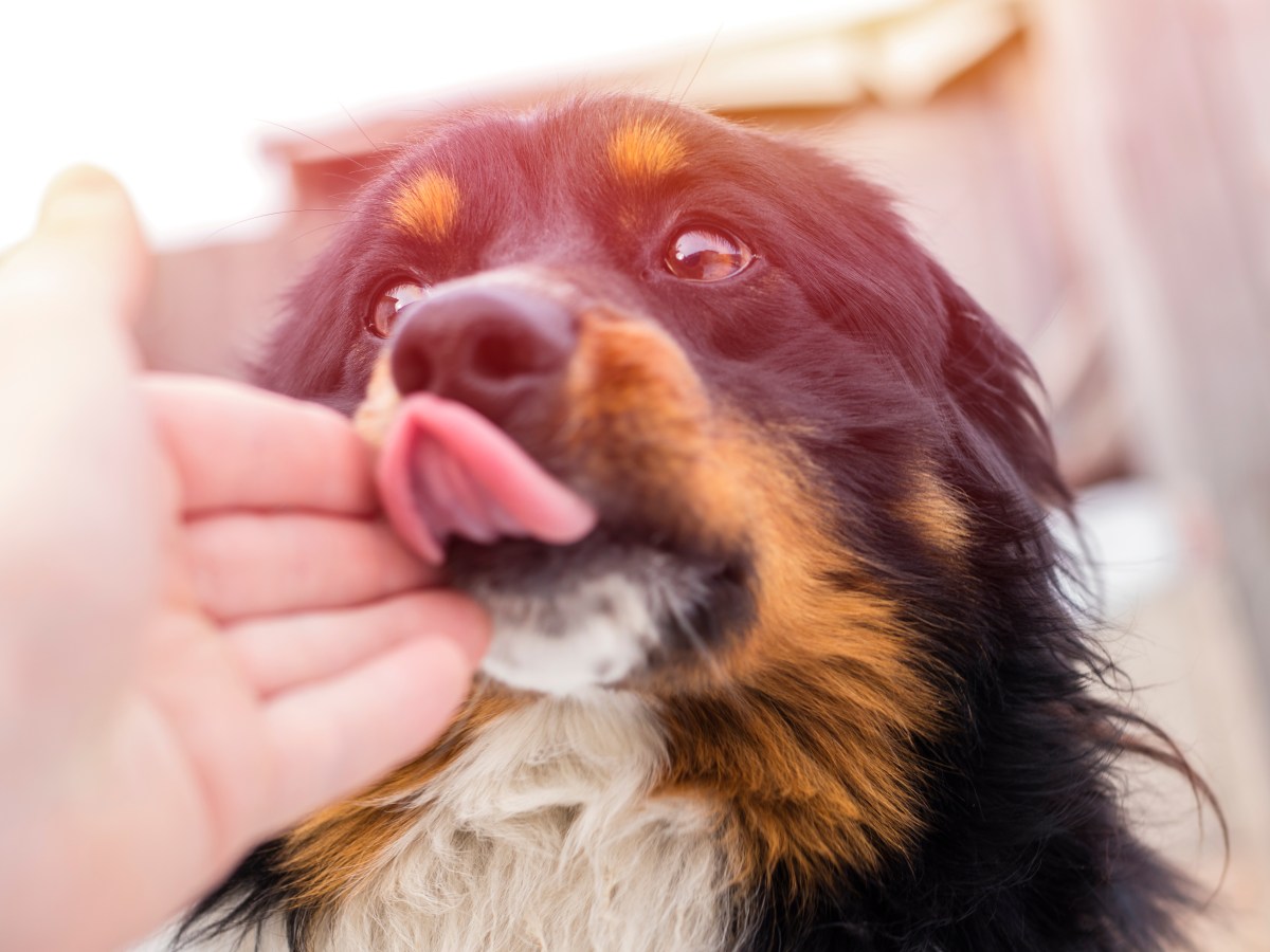 Hund leckt menschliche Hand ab.