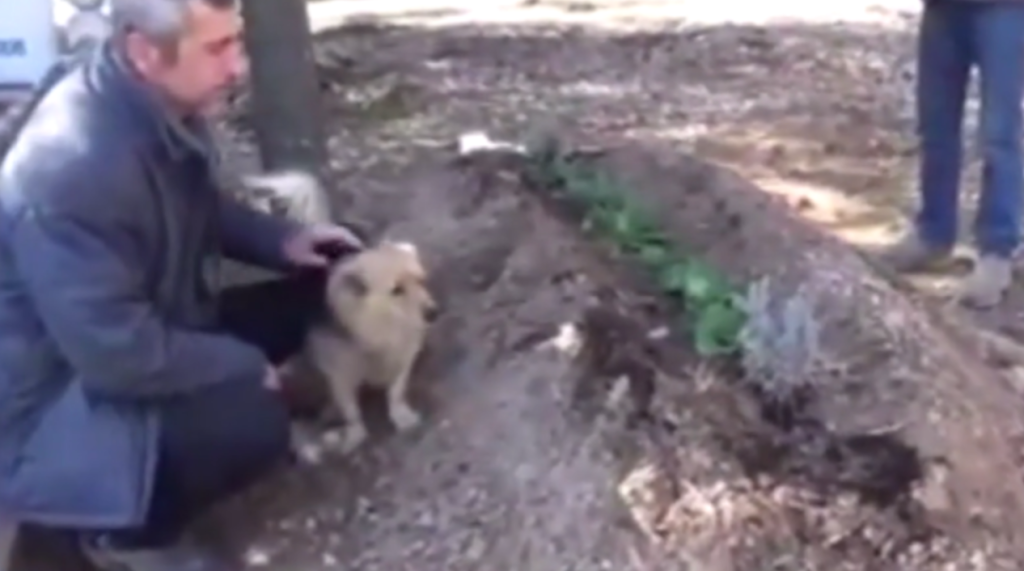 Hund Cesur ist mit Ali auf dem Friedhof.