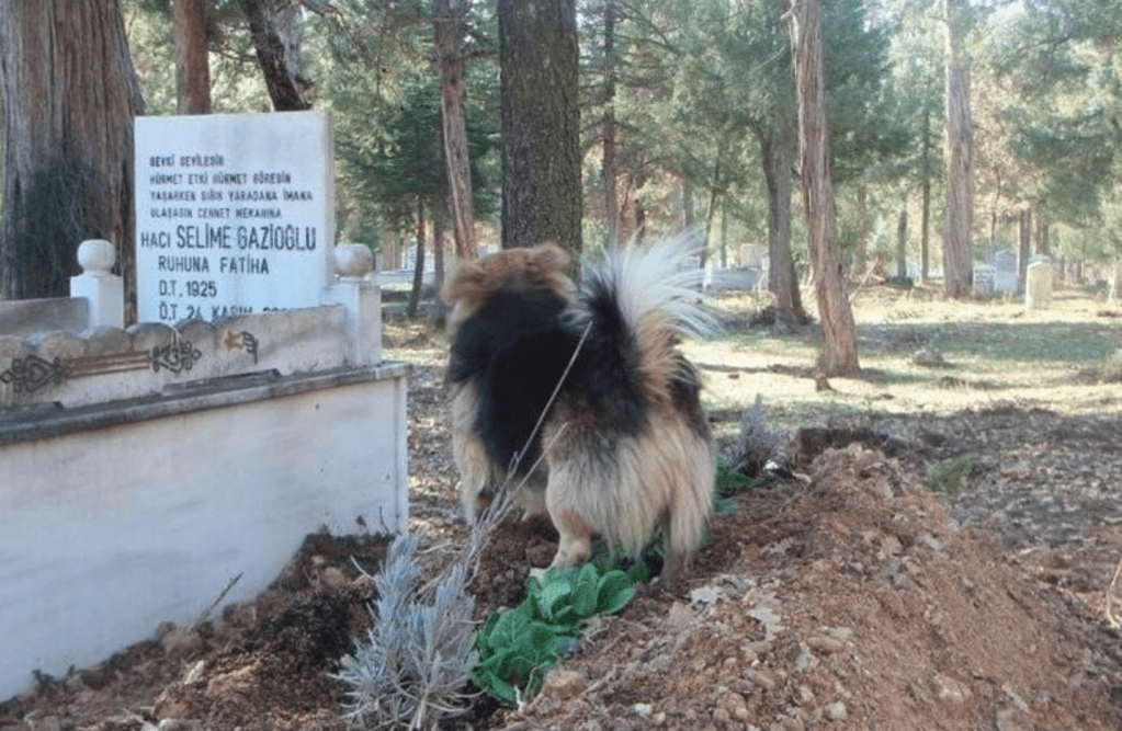 Hund Cesur auf dem Friedhof.