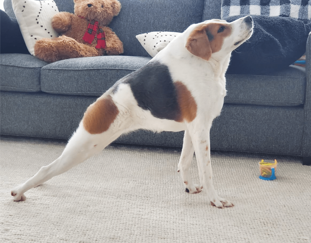 Hund Cooper im Wohnzimmer mit seinem Ball.