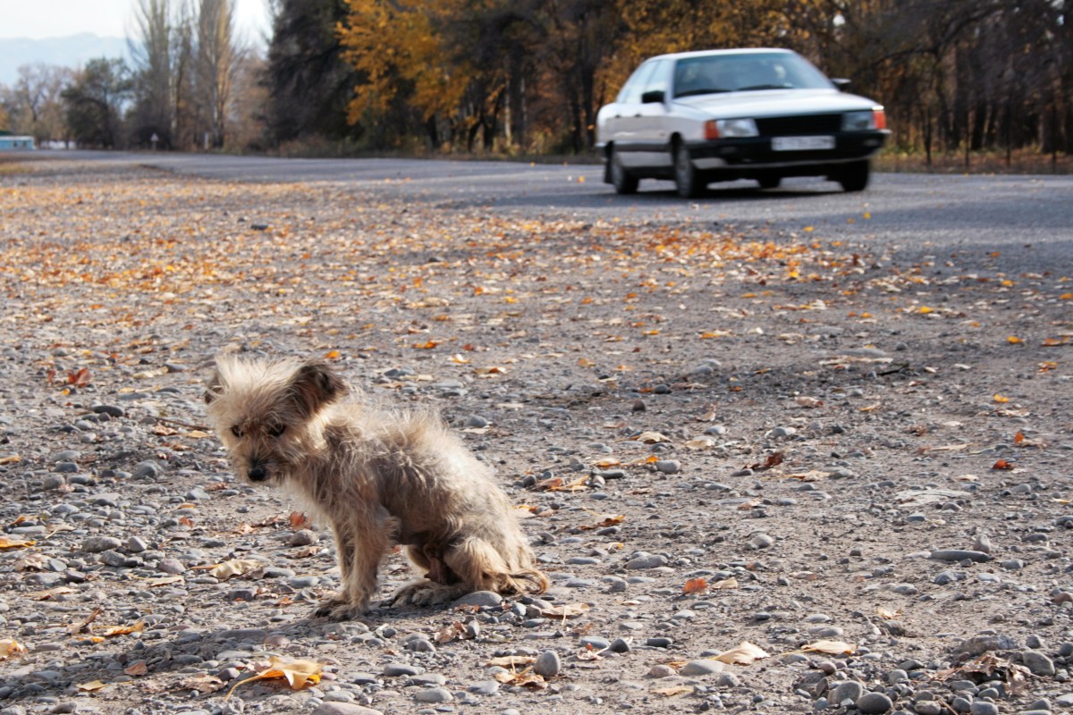 Hund am Straßenrand ausgesetzt