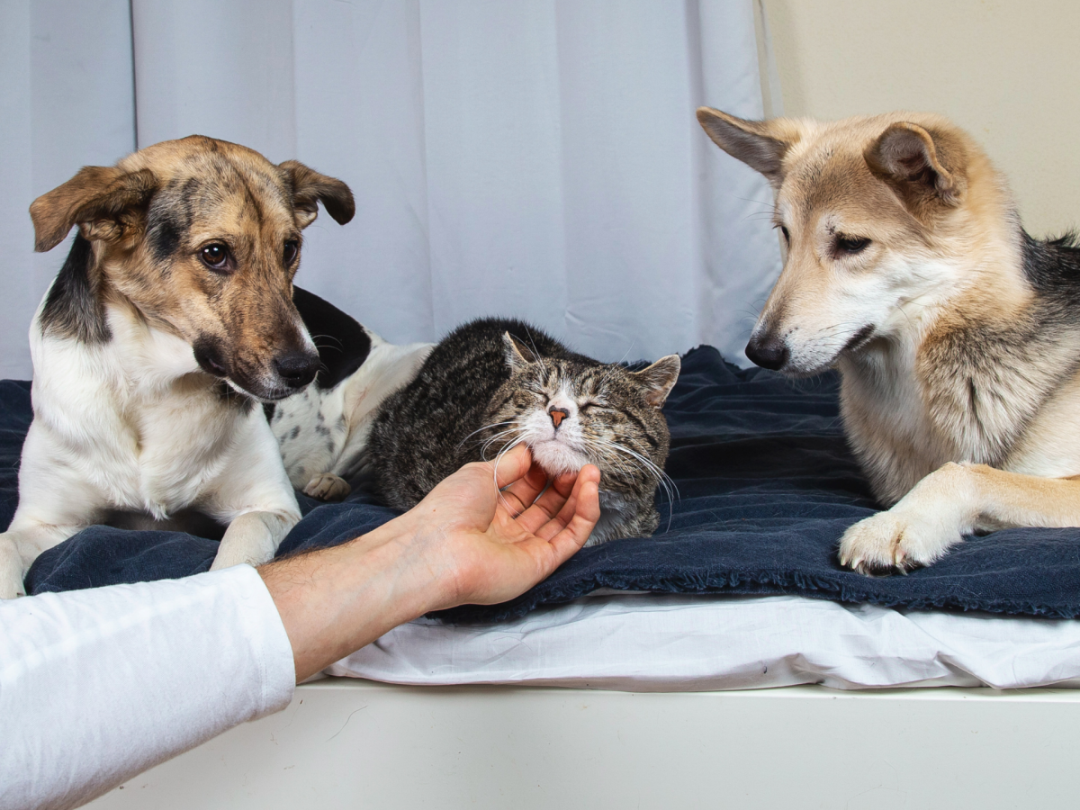 Hunde sind eifersÃ¼chtig, weil Katze gestreichelt wird.