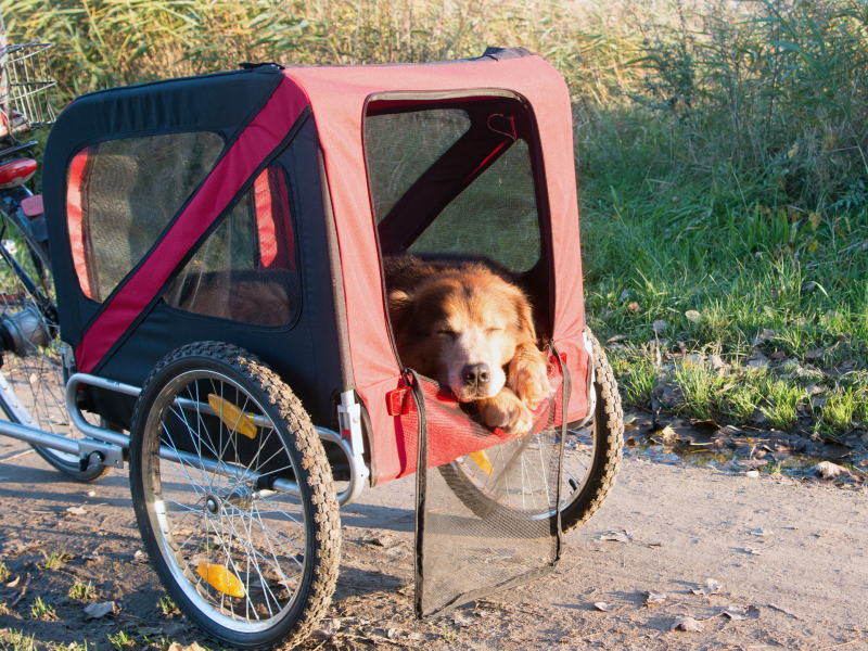 Hund schläft im Fahrradanhänger