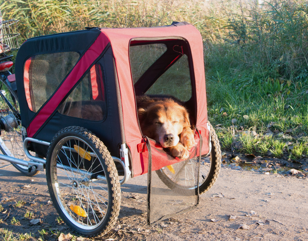 Hund schläft im Fahrradanhänger