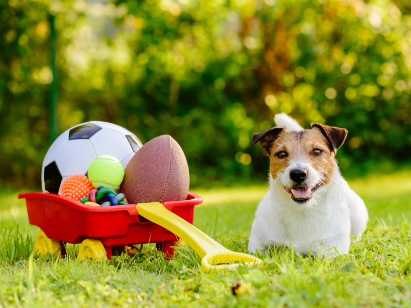 Hund sitzt bei Hitze neben seinem Spielzeug.