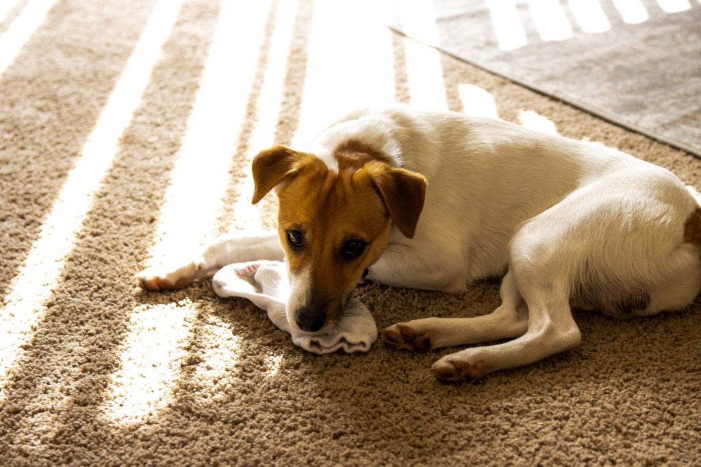 Hund mit Socke