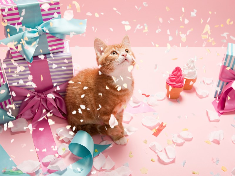 Katze Geschenke