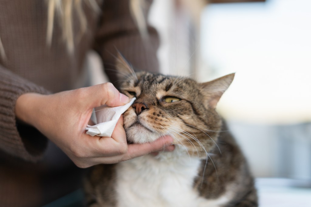 Frau wischt Katze Auge trocken