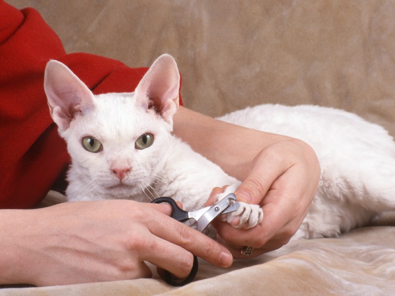 Katze bekommt die Krallen beschnitten.