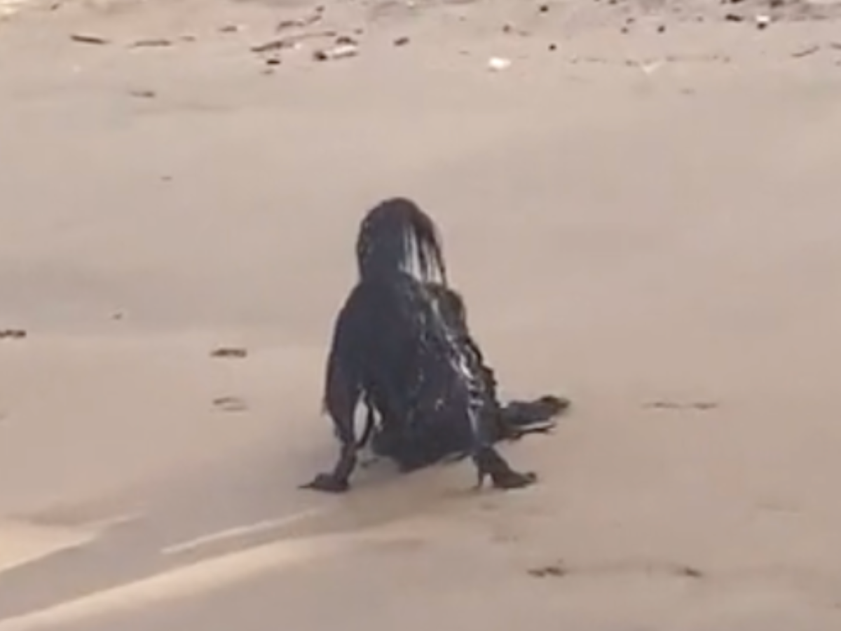 Optische TÃ¤uschung am Strand ist ein Hund.