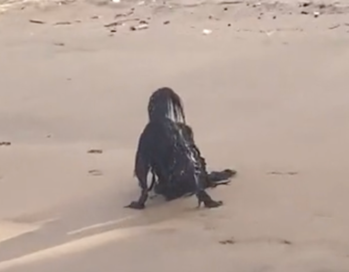 Optische TÃ¤uschung am Strand ist ein Hund.