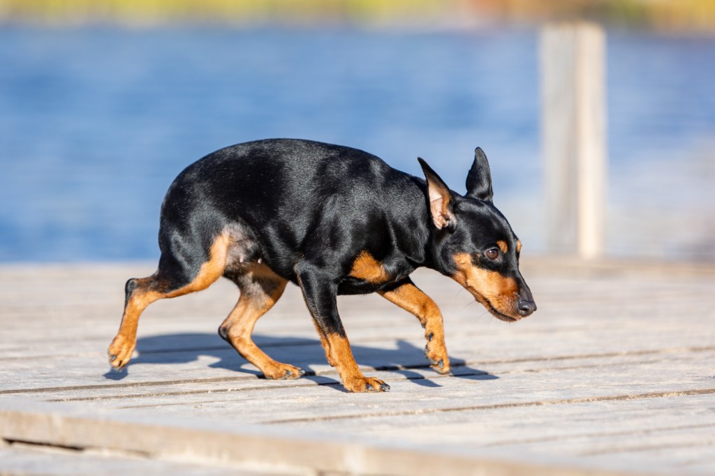 Hund läuft geduckt über einen Steg.