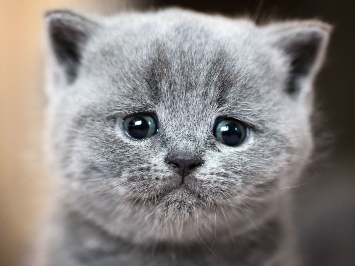 „I Go Meow!“ Katzen-Song von The Kiffness geht viral