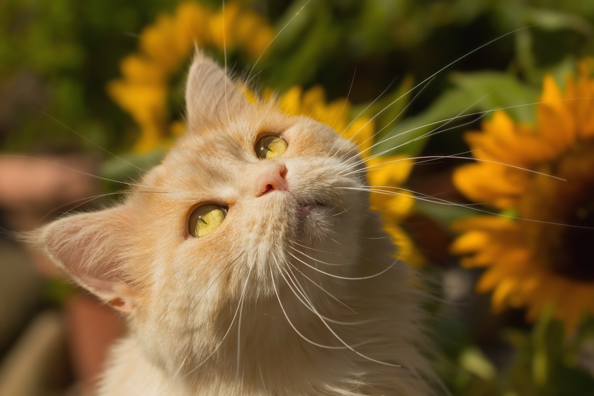Katze mit Sonnenblumen