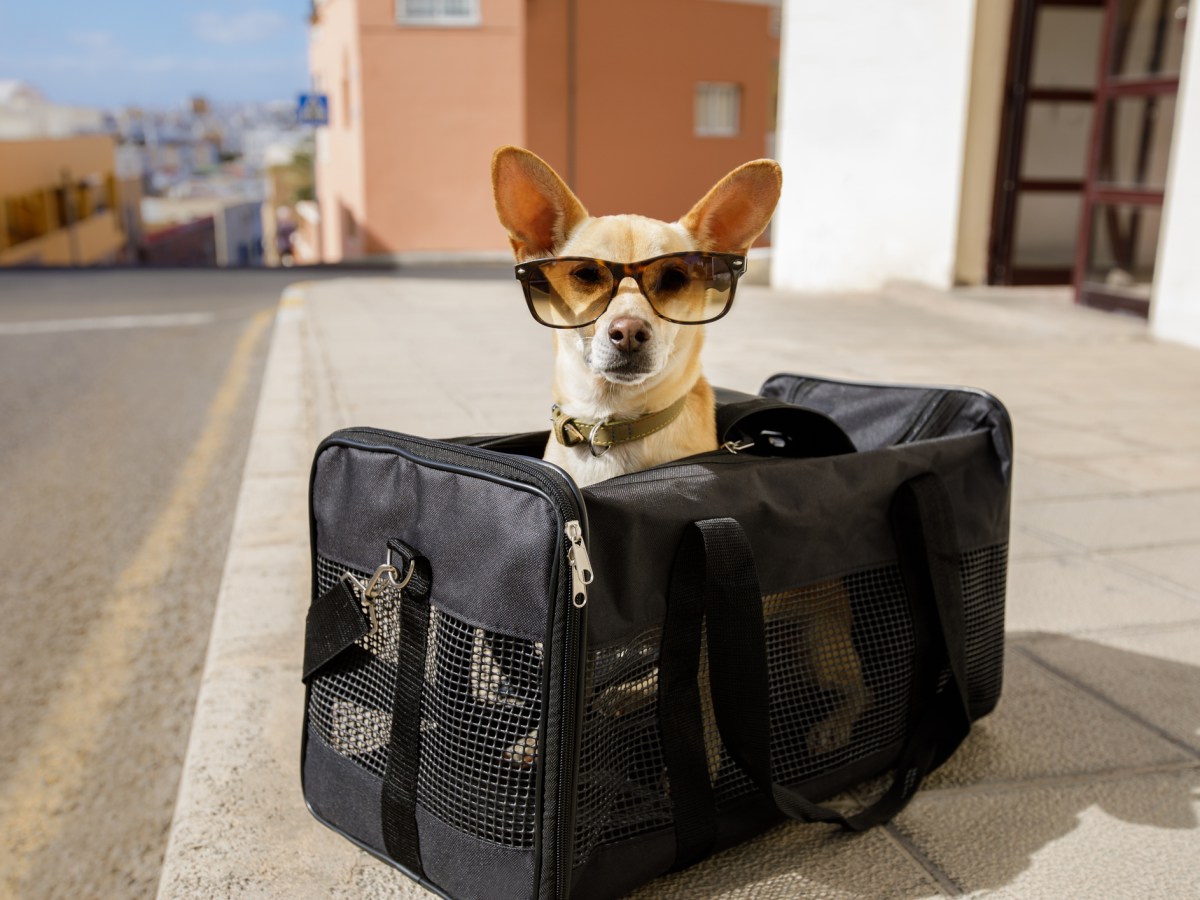 Reise-Zeit: So bleibt dein Hund im Flugzeug in seiner Tasche