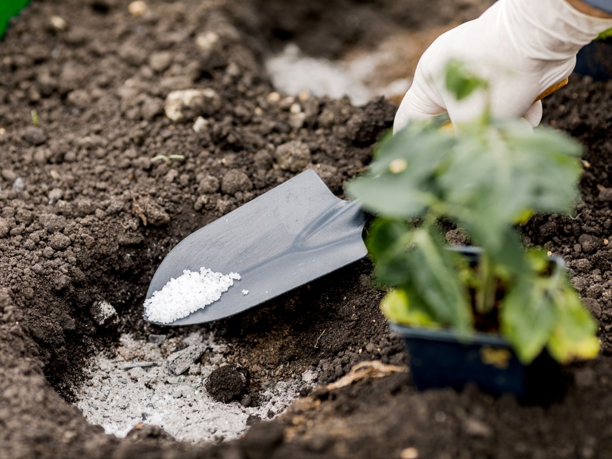 Asche als Dünger: So wendest du den Bio-Dünger in deinem Garten an