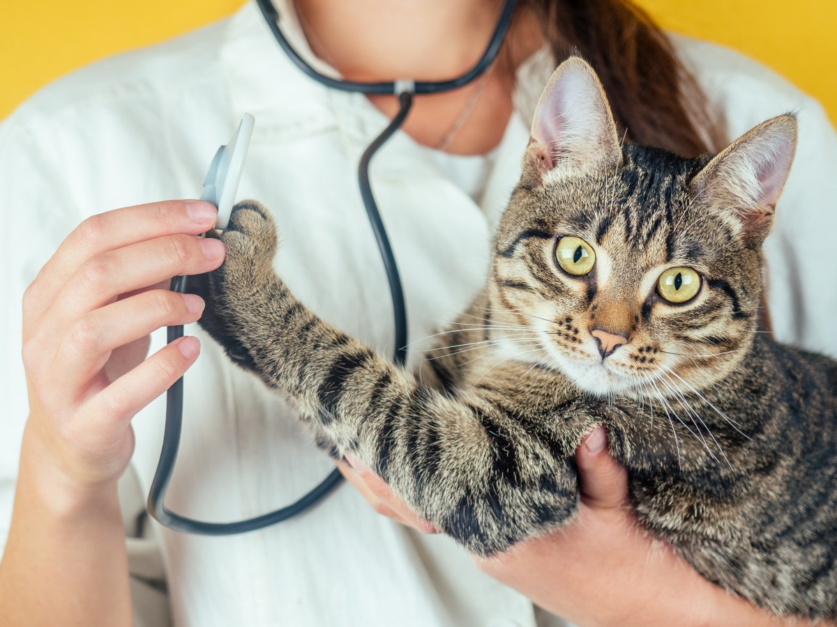 Katze auf dem Arm einer Tierärztin