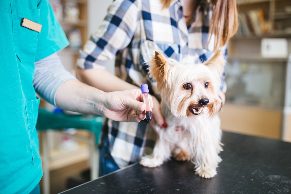 Hund bekommt Blutuntersuchung beim Tierarzt