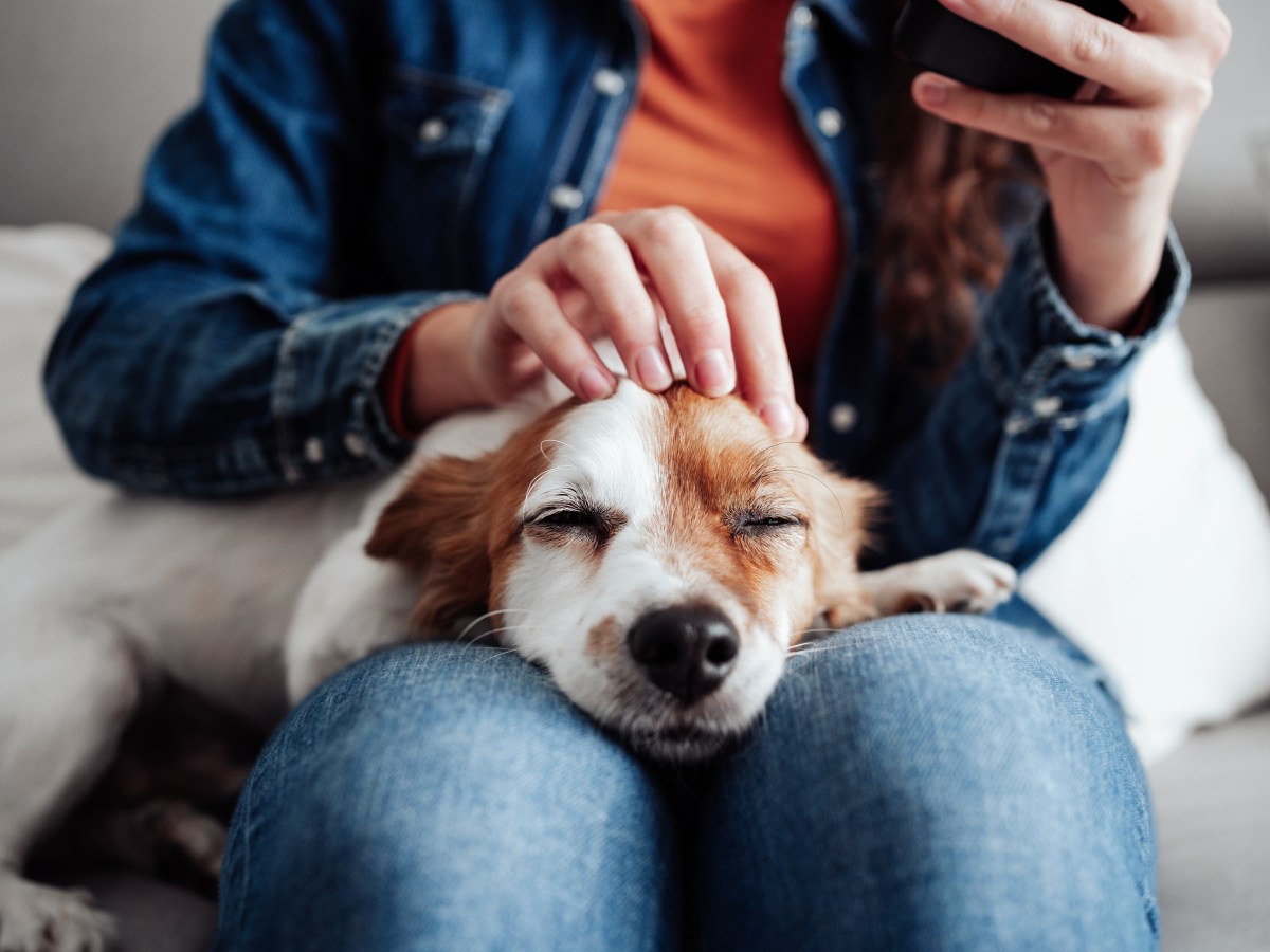 Ein Hund liegt auf dem Schoß seiner Besitzerin und wird gestreichelt.