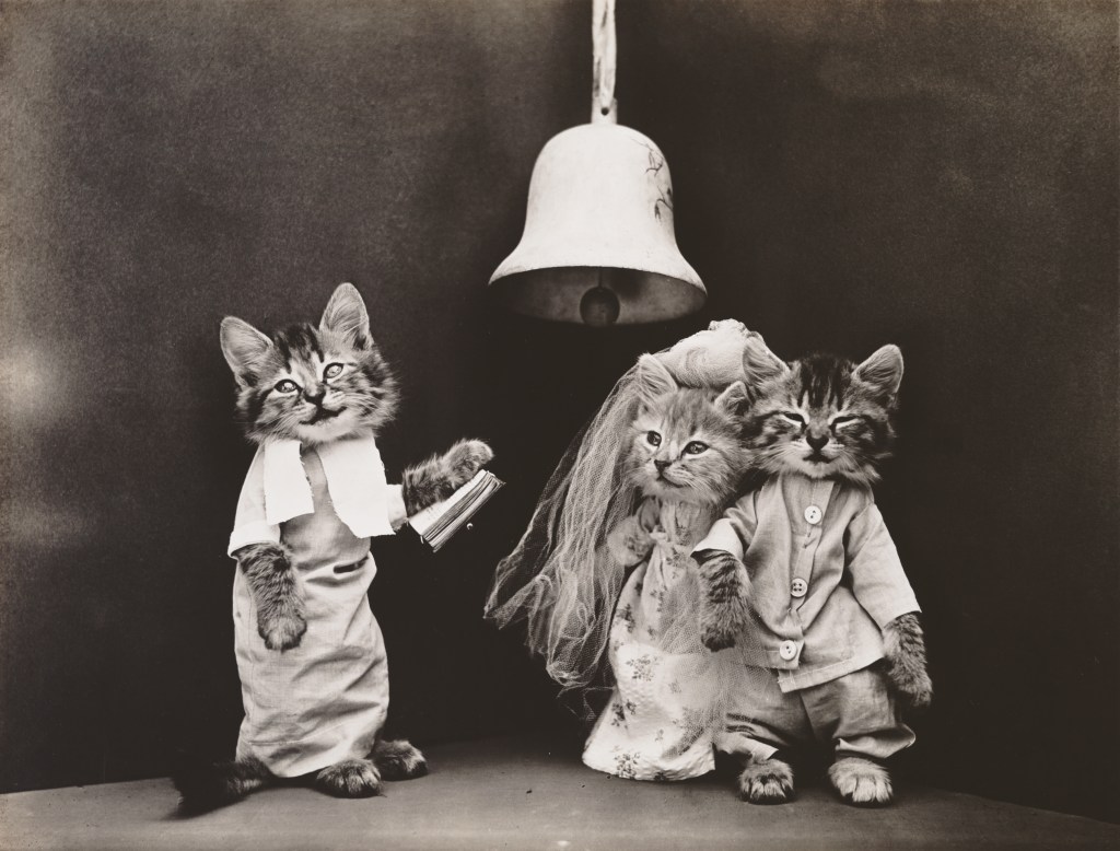 Harry Whittier Frees: Katzenfotos, 1914