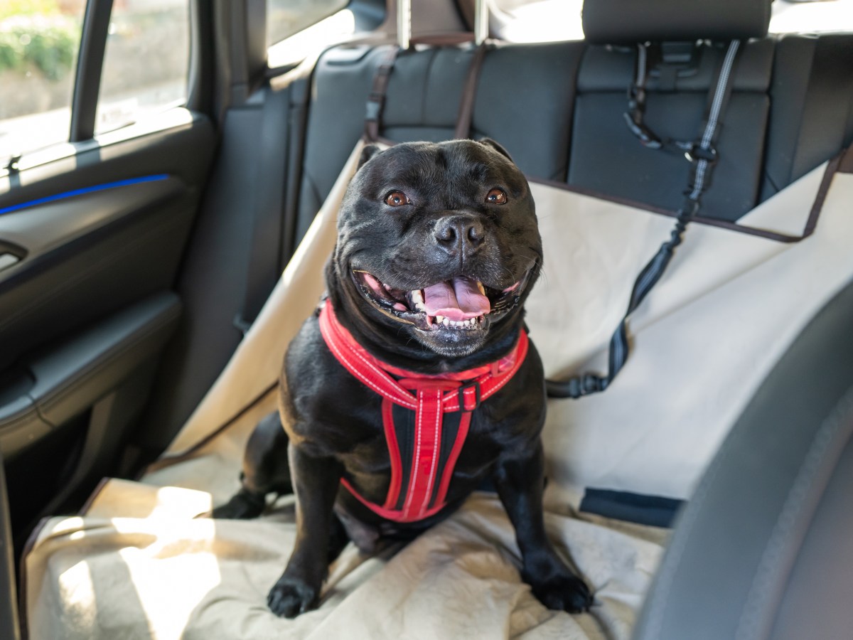 Hund sitzt im Auto auf der RÃ¼ckbank.