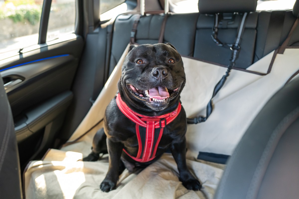 Hund sitzt im Auto auf der Rückbank.