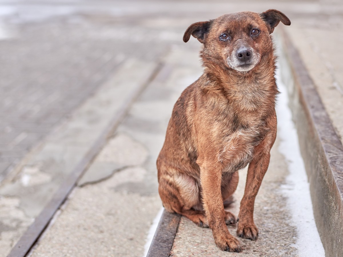 Hund auf der StraÃŸe mit traurigem Blick