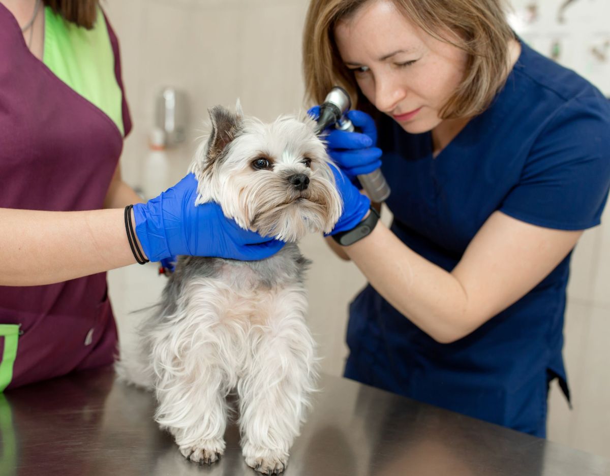 Hund taub? So kommunizierst du mit dem Haustier