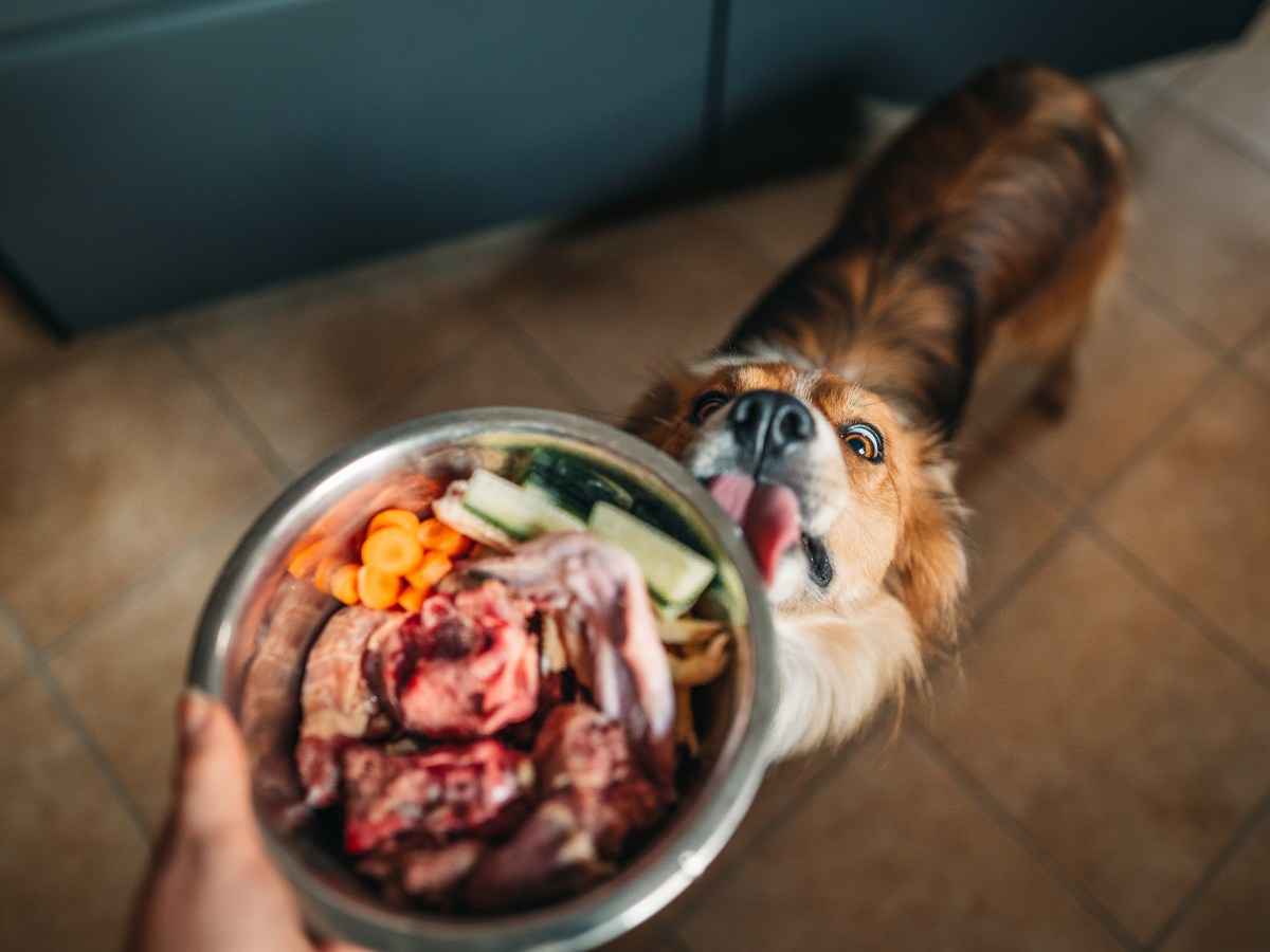 Hundefutter-Alternativen: Was kann mein Hund fressen, wenn das Futter leer ist?