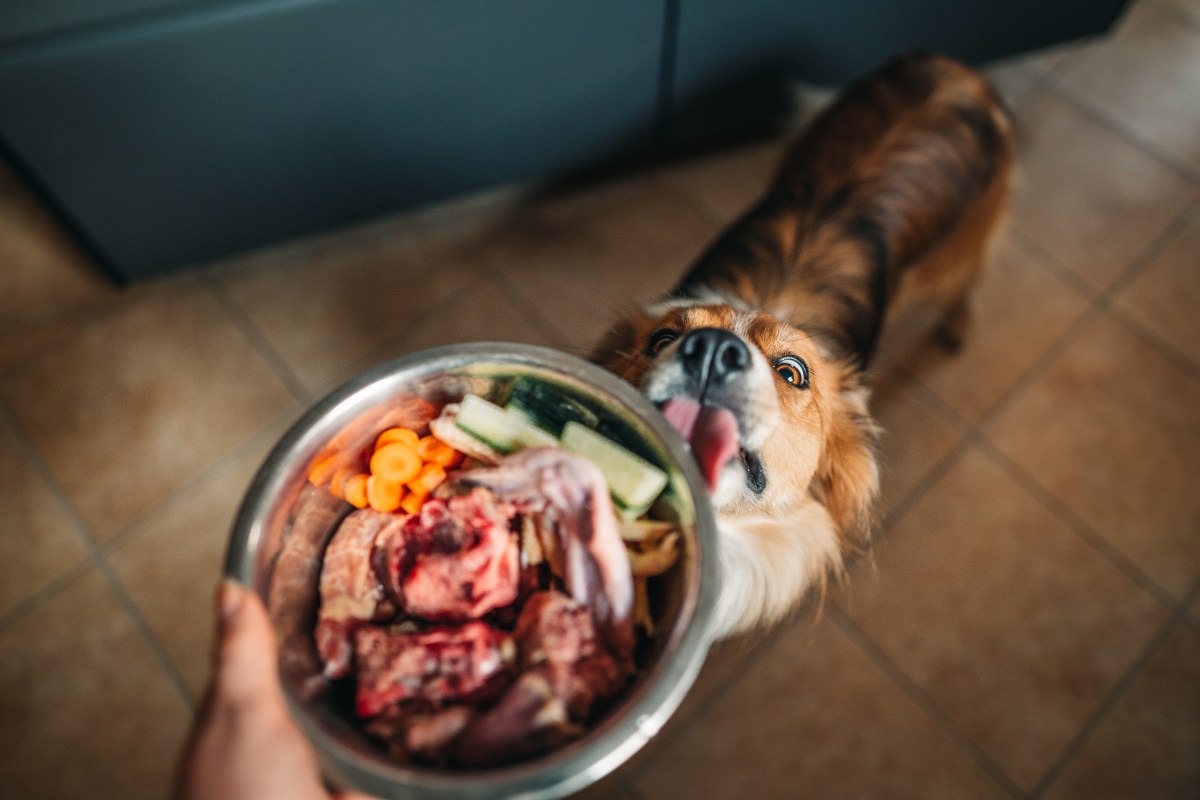 Hund mit Hundefutter-Alternativen wie Gemüse im Napf