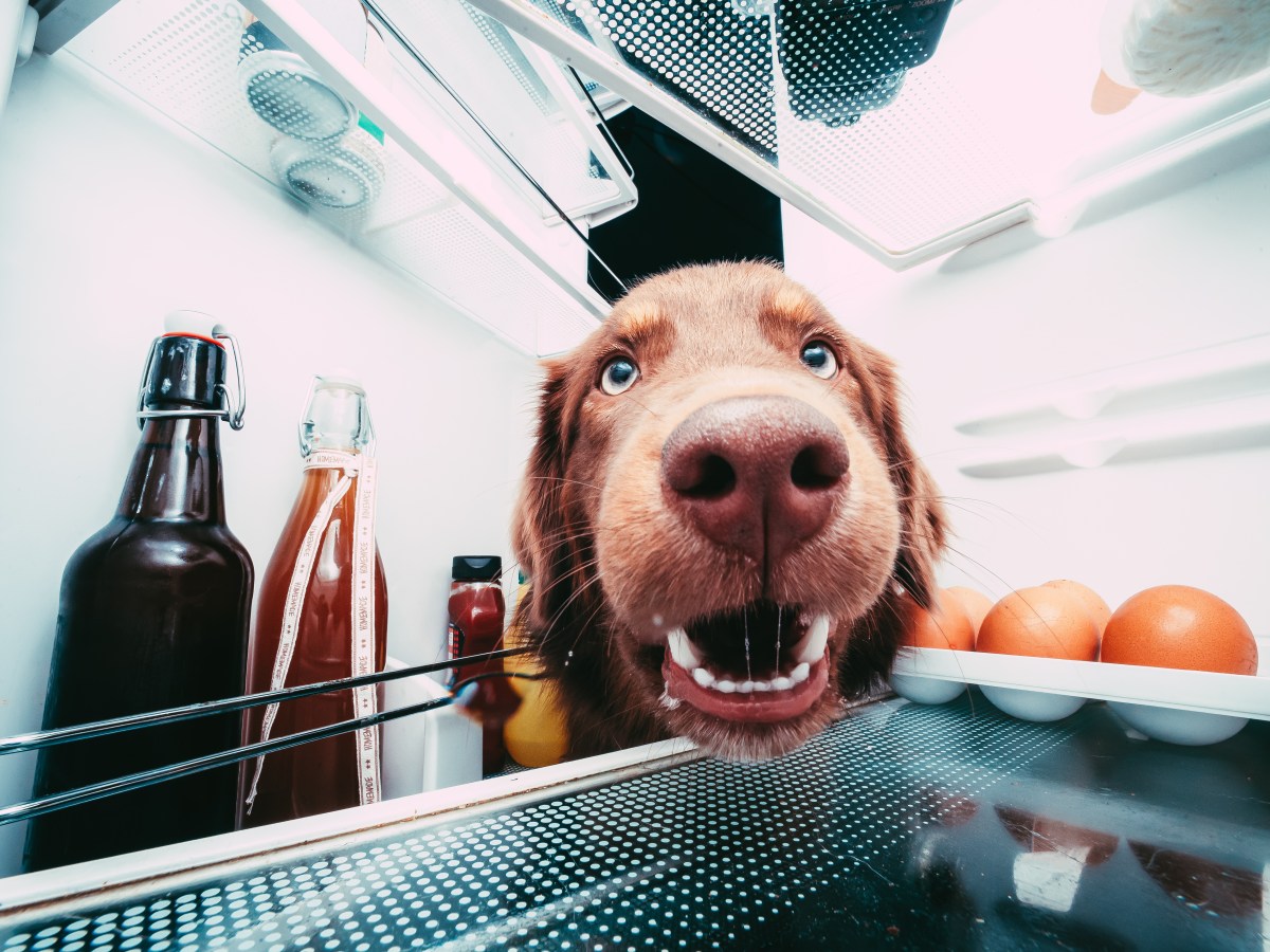 Sollte man Hundefutter im Kühlschrank lagern?