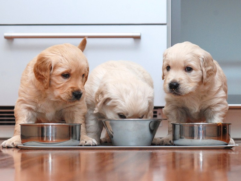 Welpen stehen vor Näpfen mit Hundefutter