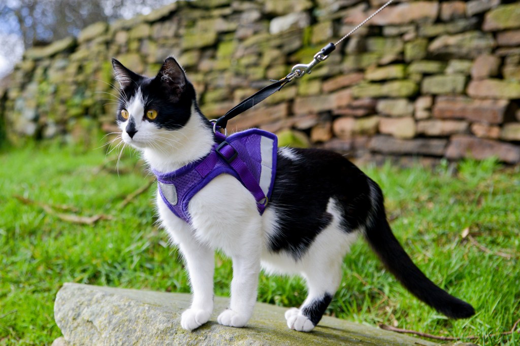 Katze mit Geschirr auf einer Mauer