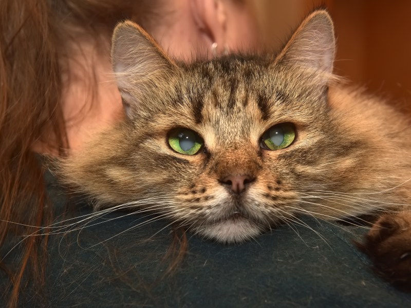 Katze ist erblindet und liegt auf dem Arm einer Frau