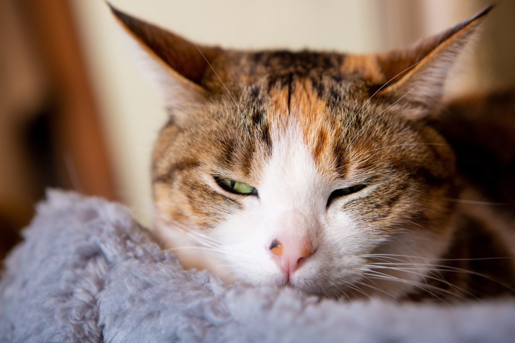 Katze schläft mit offenen Augen auf einer Decke.