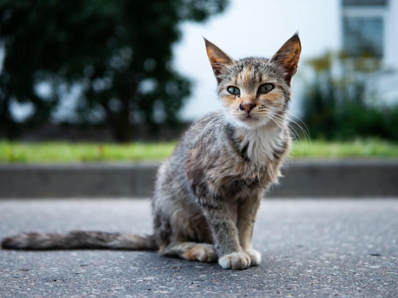 Straßenkatze ist zu dünn