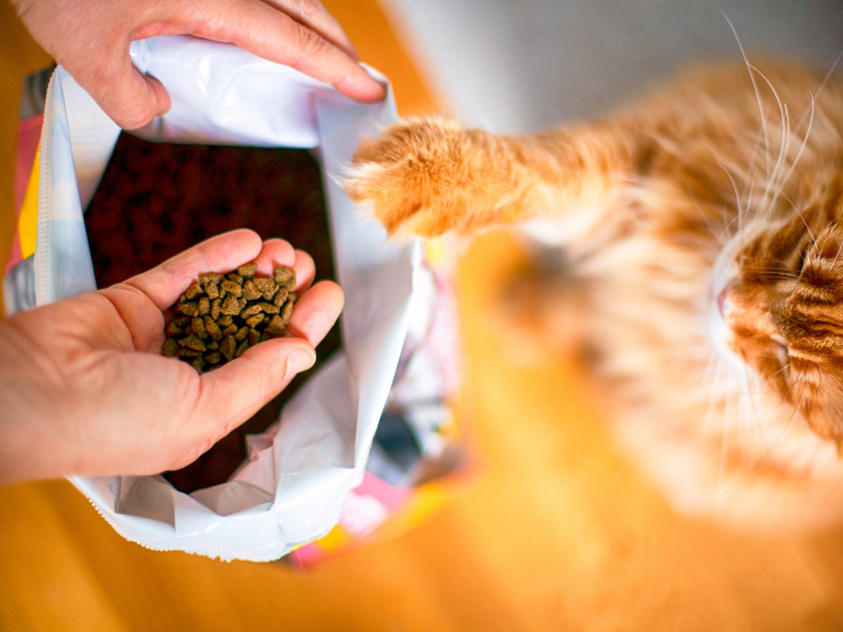 Katzenfutter geruchsfrei entsorgen: Diesen genialen Trick hätten wir gern vorher gekannt