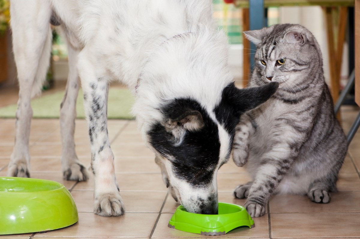 Hund frisst Katzenfutter